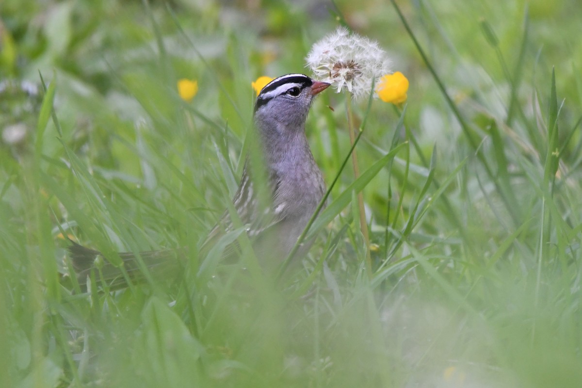 White-crowned Sparrow (leucophrys) - Donna Carter