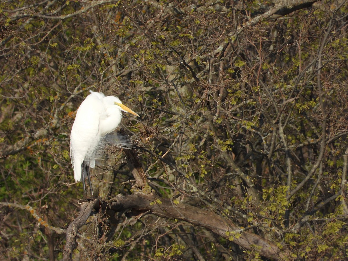 Great Egret - ML619032058