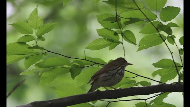 Ovenbird - ML619032073