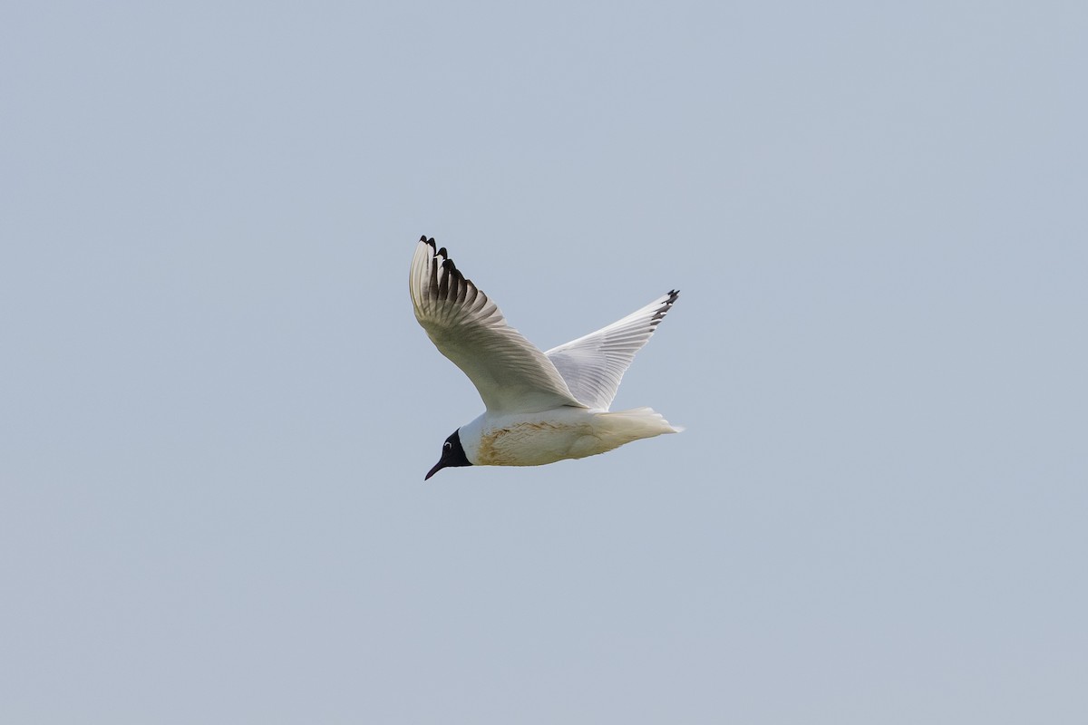 Mouette rieuse - ML619032074