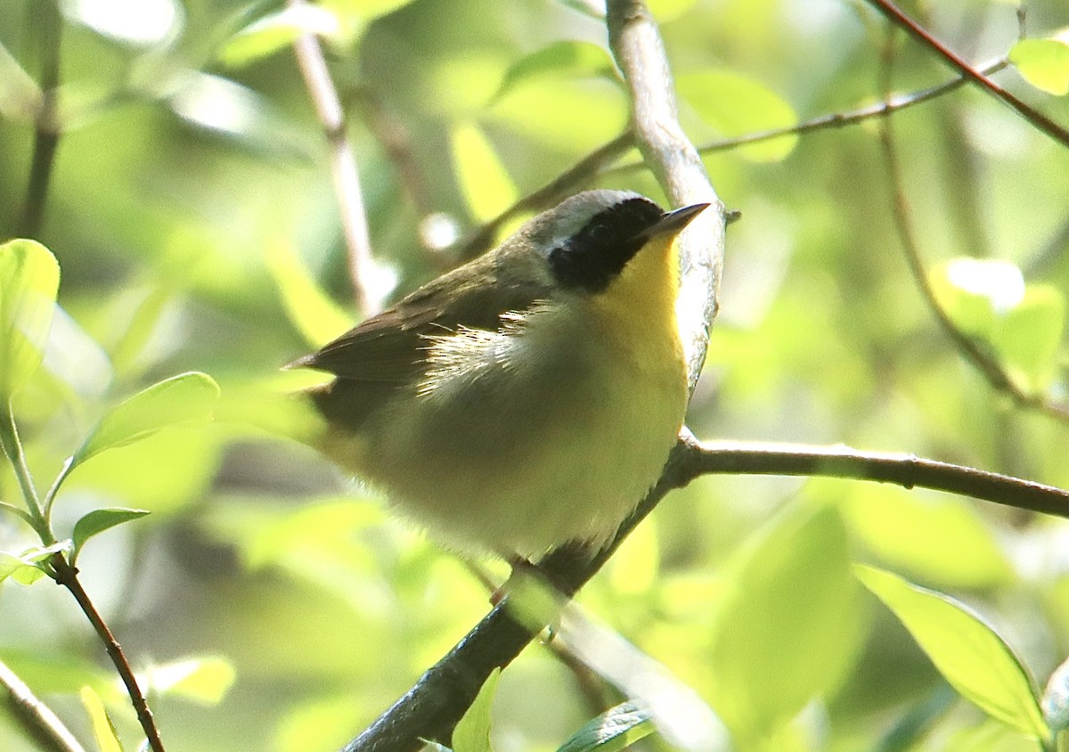 Common Yellowthroat - ML619032078