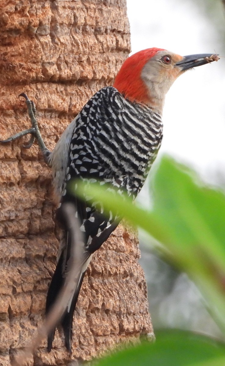 Red-bellied Woodpecker - Vickie Amburgey