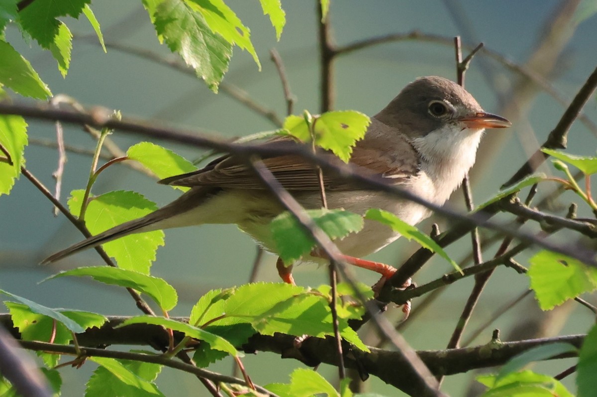 Greater Whitethroat - Alan Bird