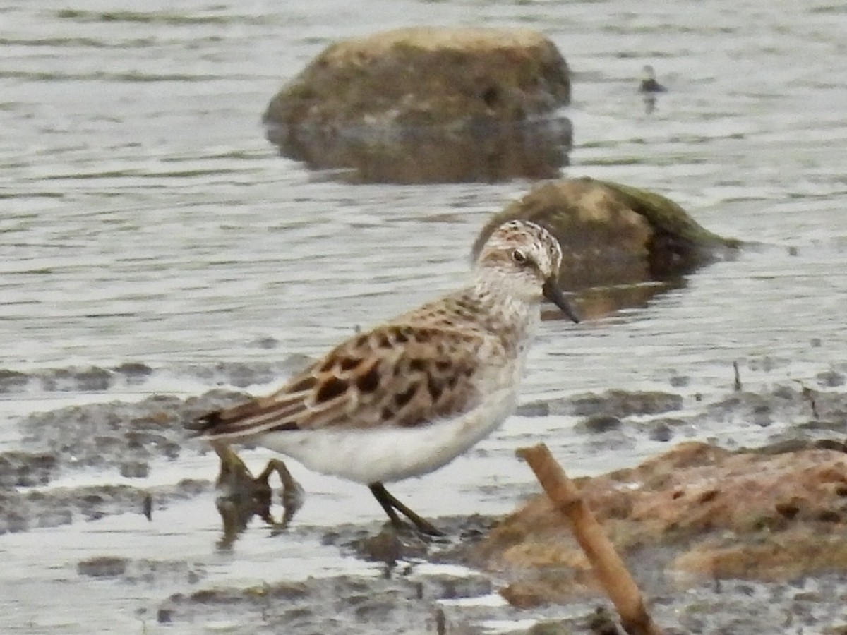 Semipalmated Sandpiper - Jayne L