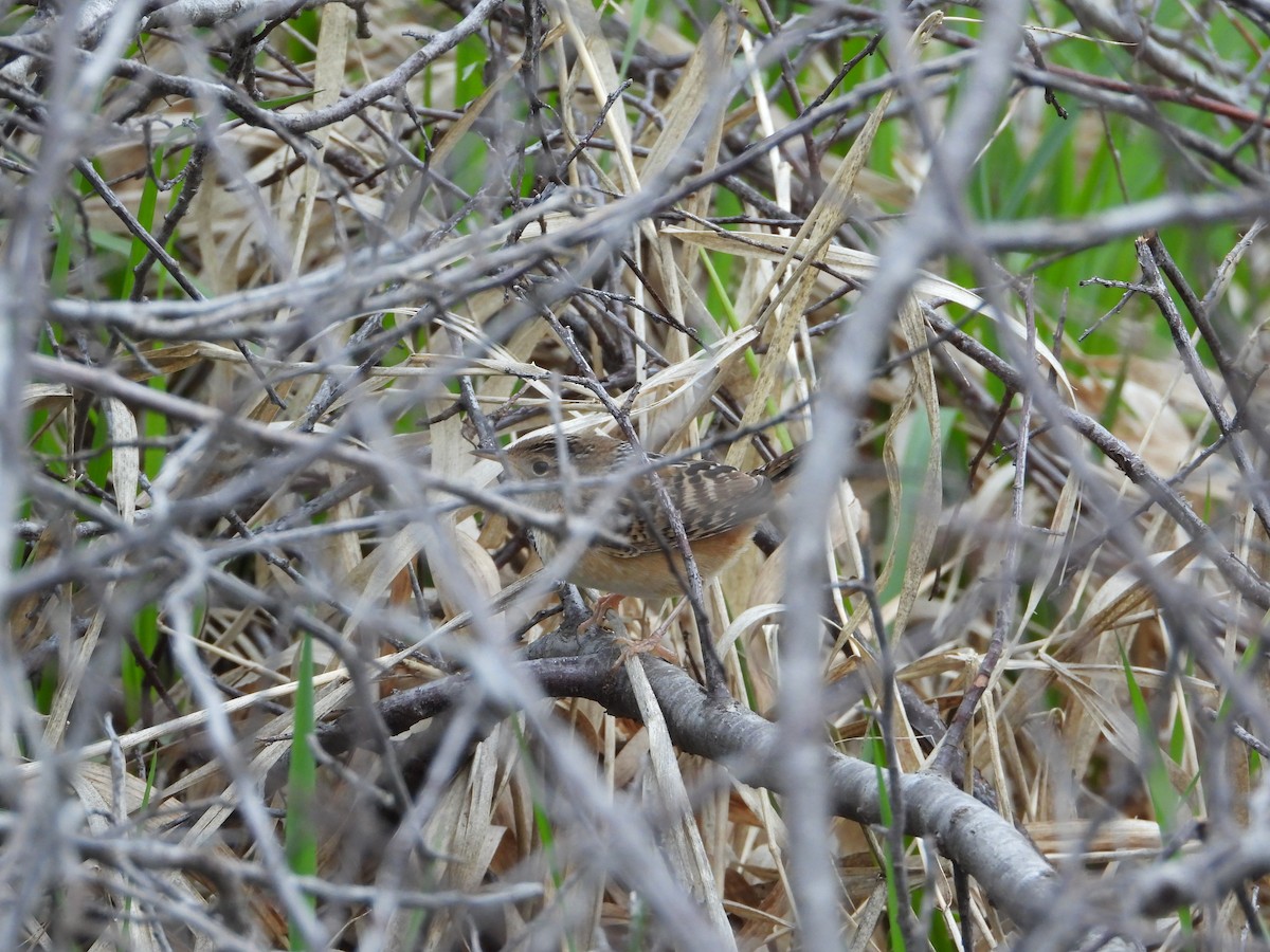 Sedge Wren - Daniel Raleigh