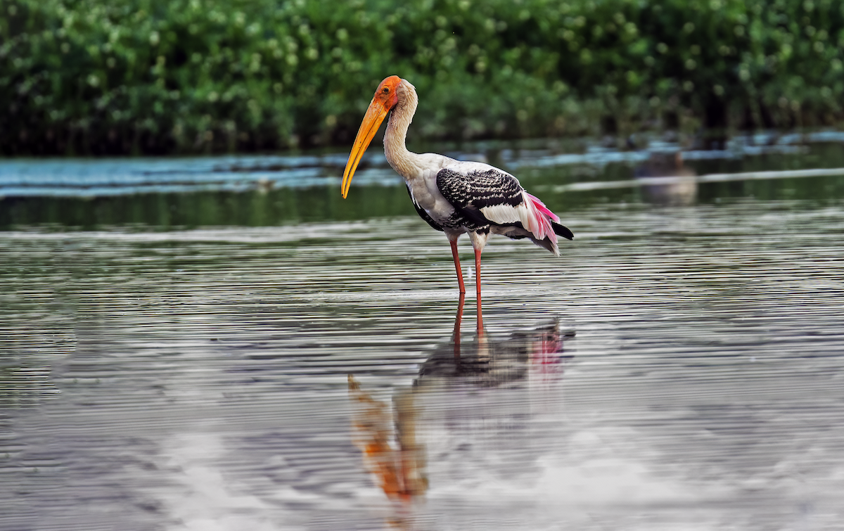 Painted Stork - Parmil Kumar