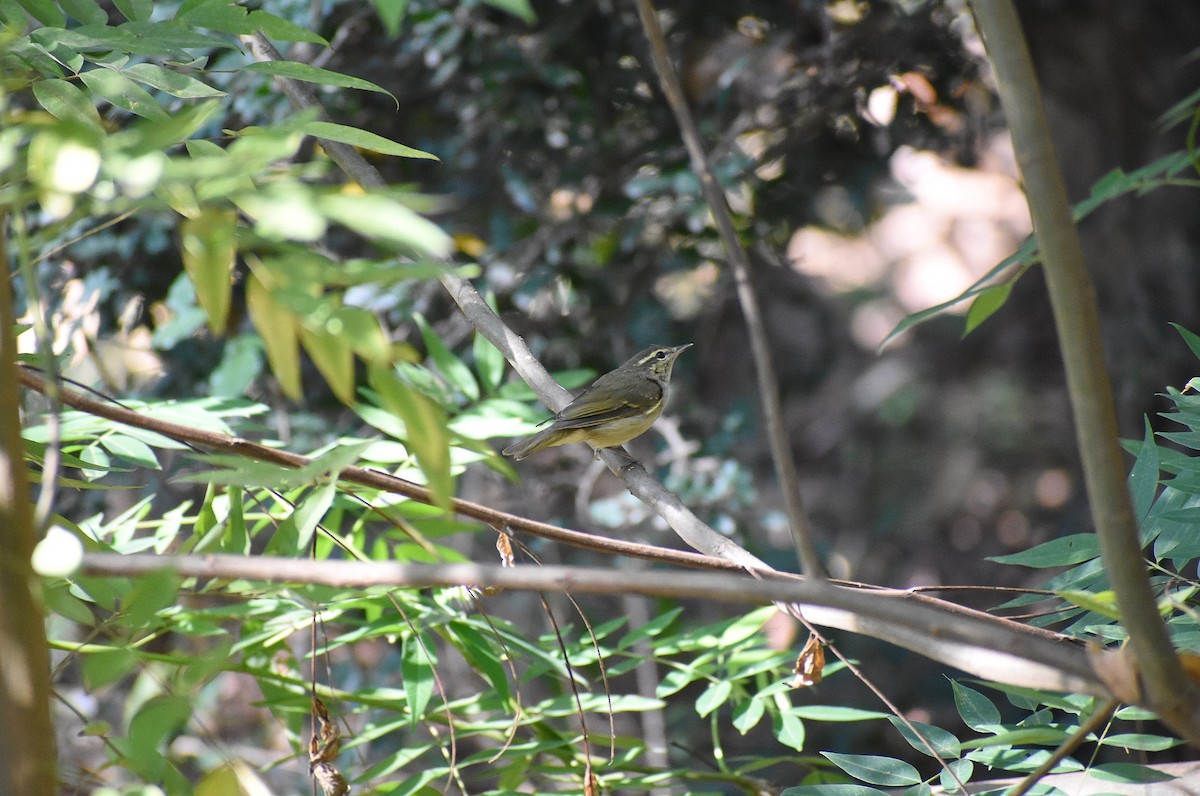 Large-billed Leaf Warbler - Anand Birdlife