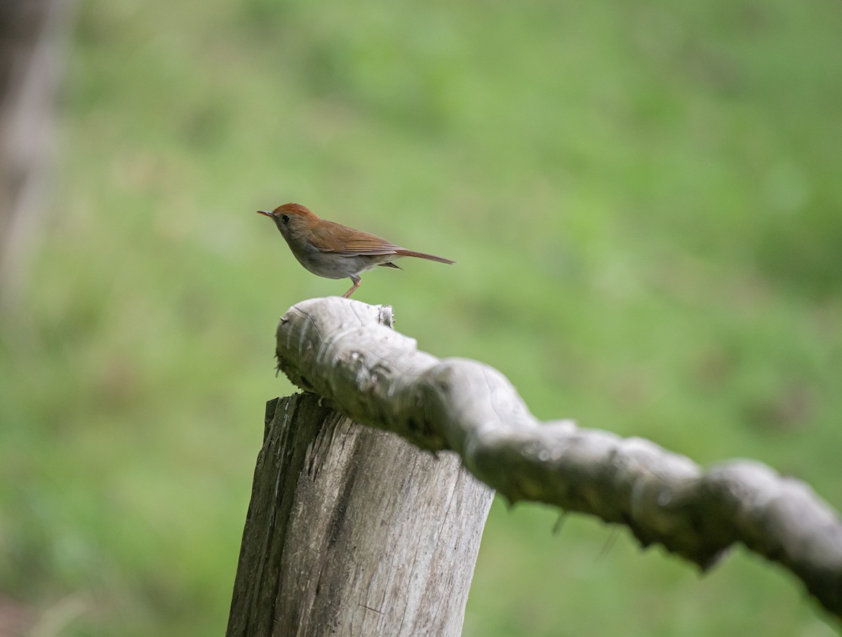 Ruddy-capped Nightingale-Thrush - Daniel Mérida