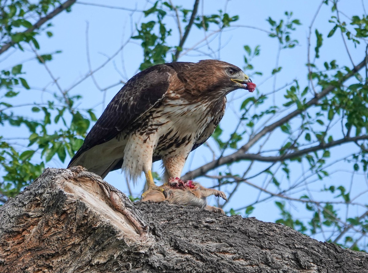 Red-tailed Hawk - Randall Siebert