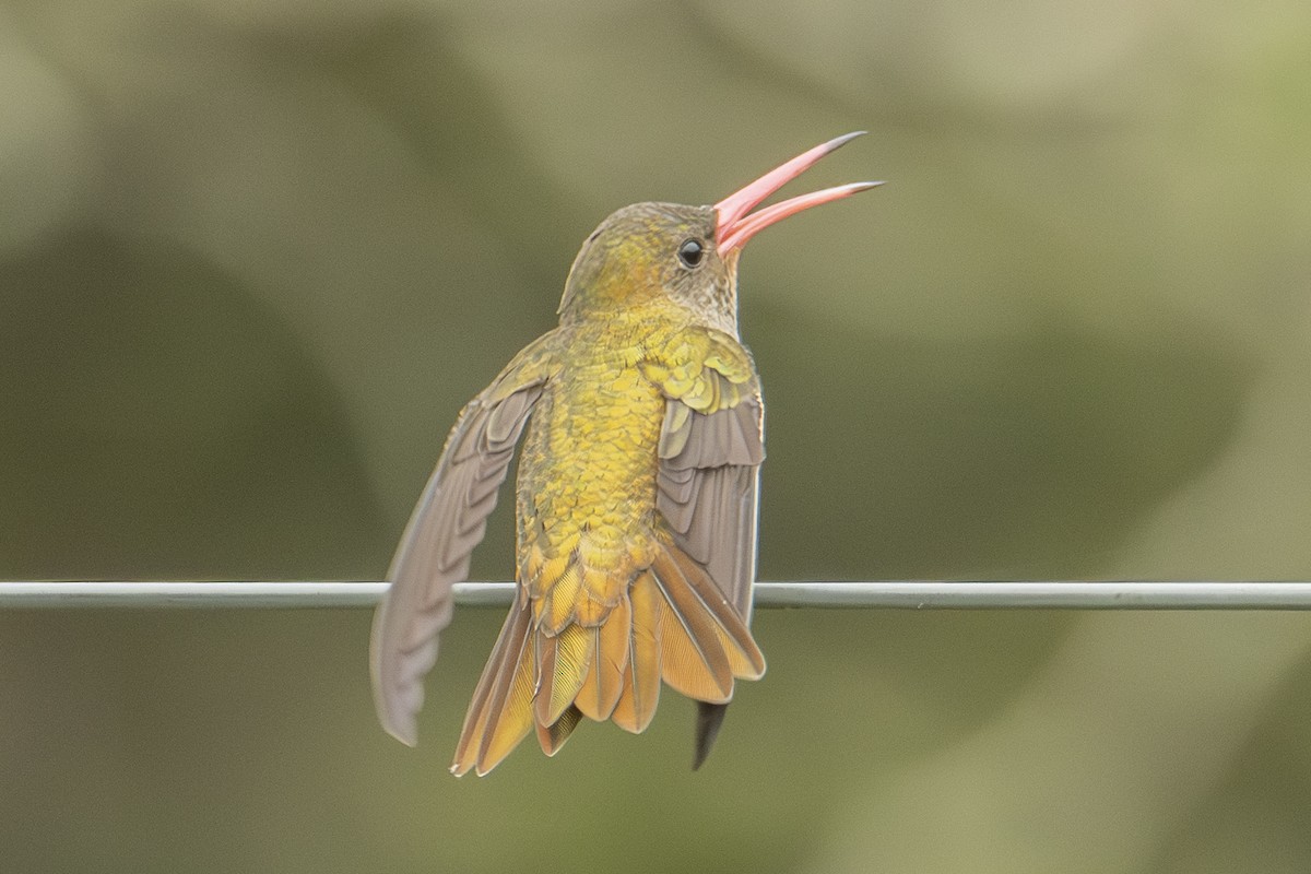 Gilded Hummingbird - Andy Bowen