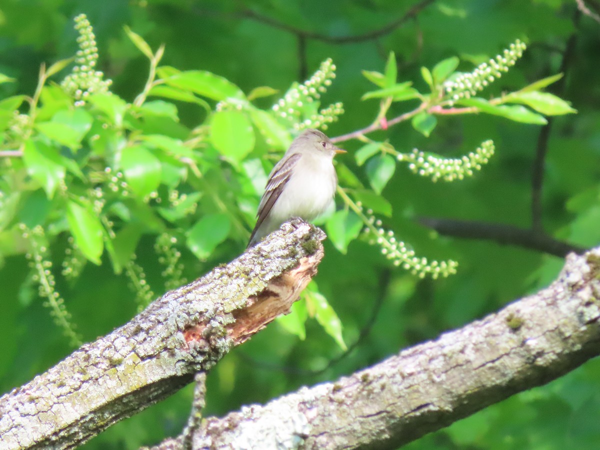 Willow Flycatcher - ML619032207