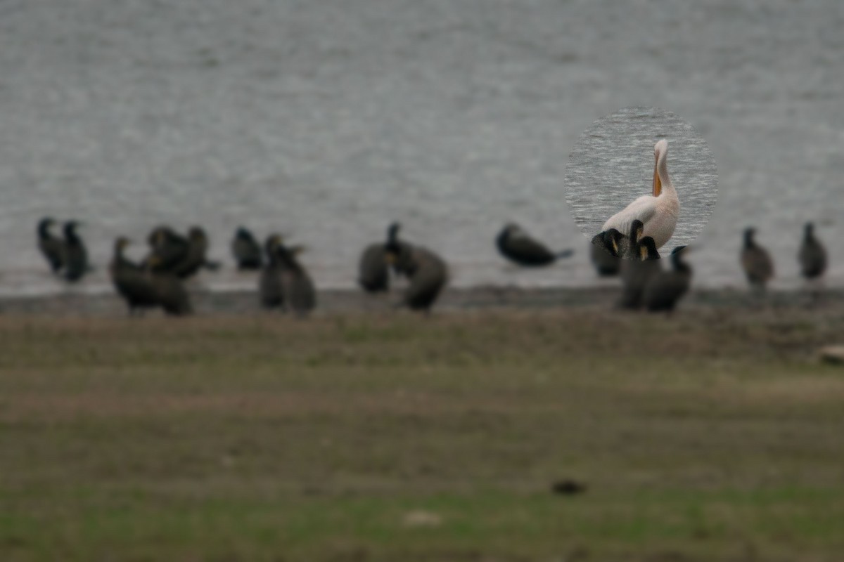 Great White Pelican - ML619032251