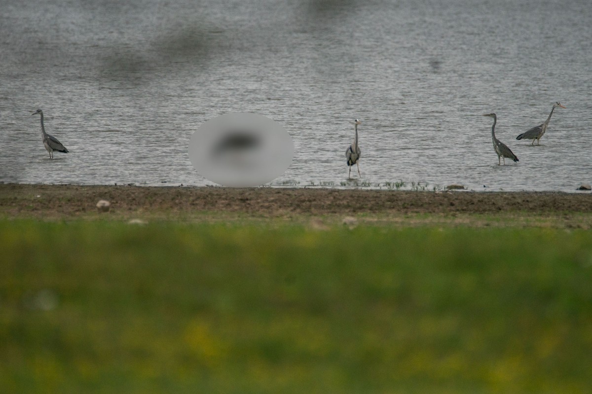 Gray Heron - Galia Veleva