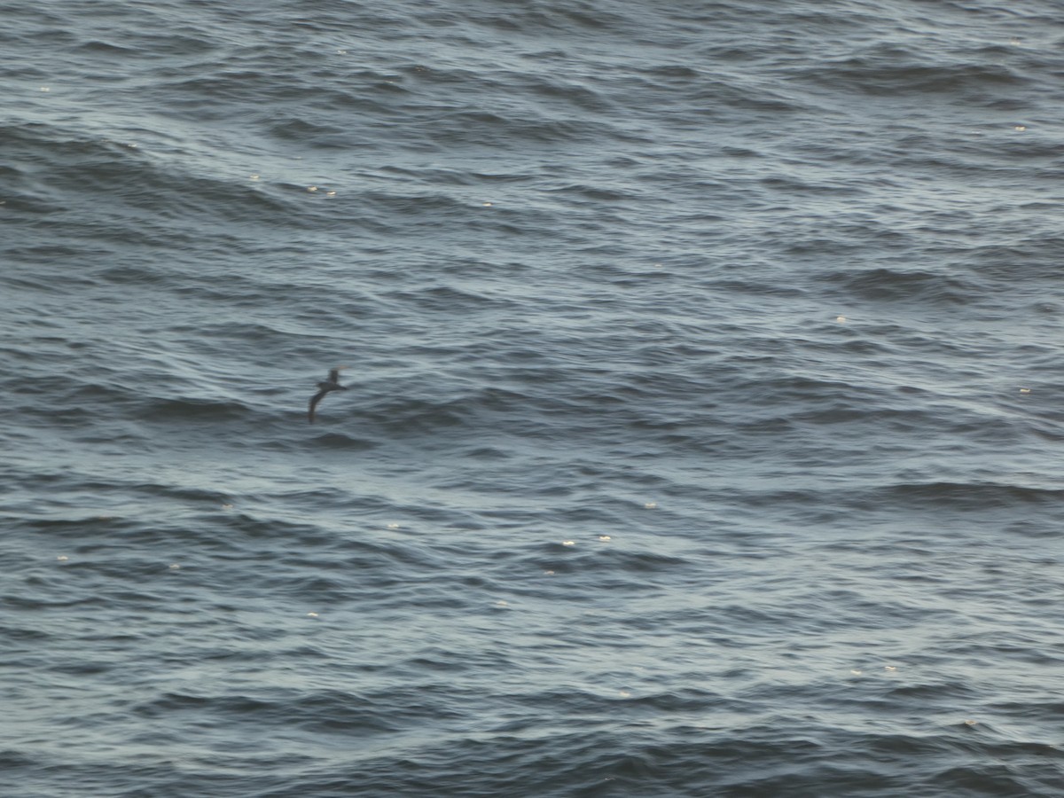 Murphy's Petrel - ML619032278