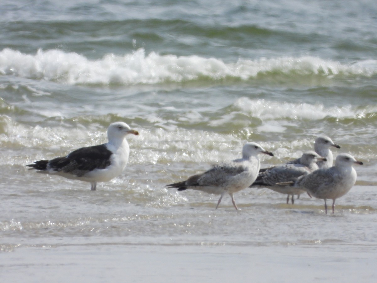 Caspian Gull - ML619032301