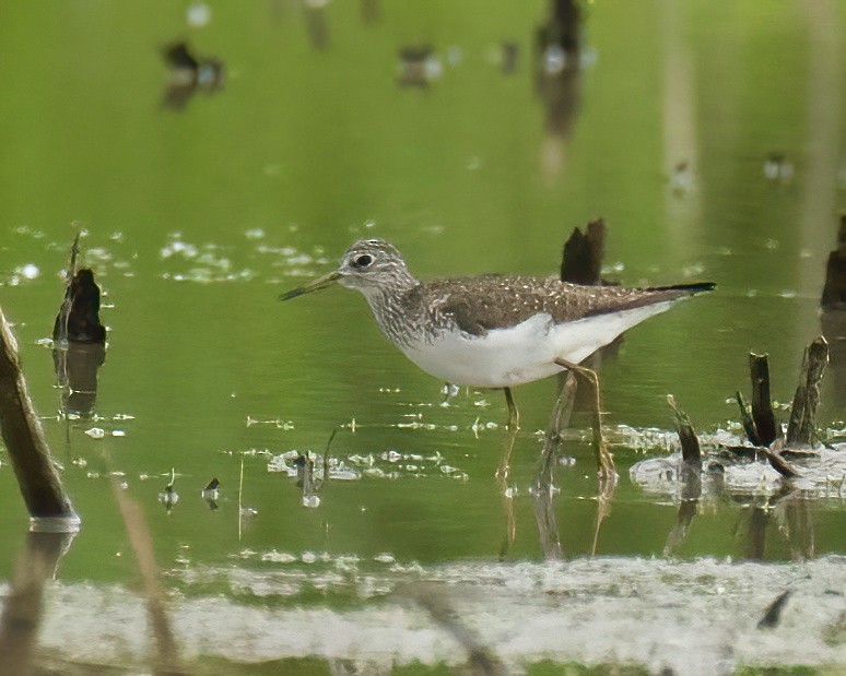 Solitary Sandpiper - ML619032303