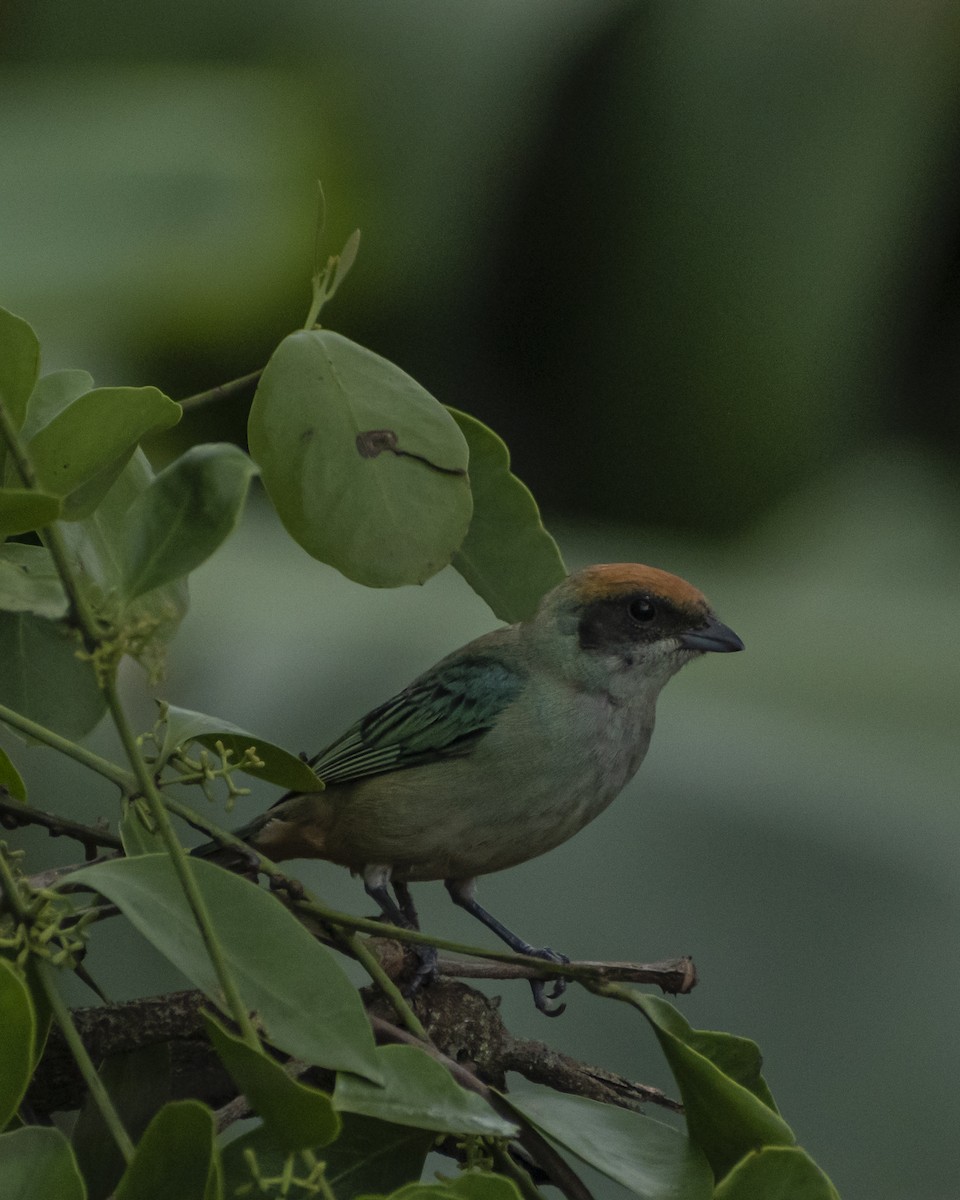 Scrub Tanager - Jefferson Paya Barbosa