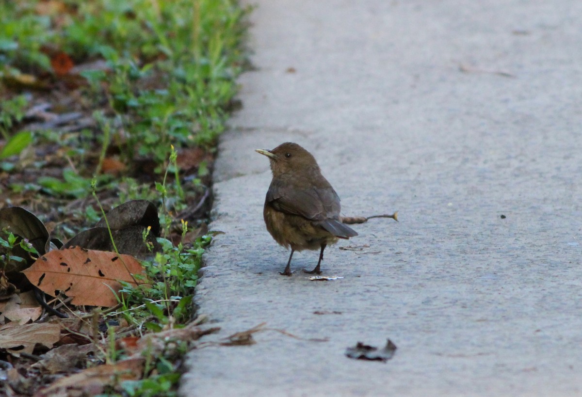 Clay-colored Thrush - Miska Nyul