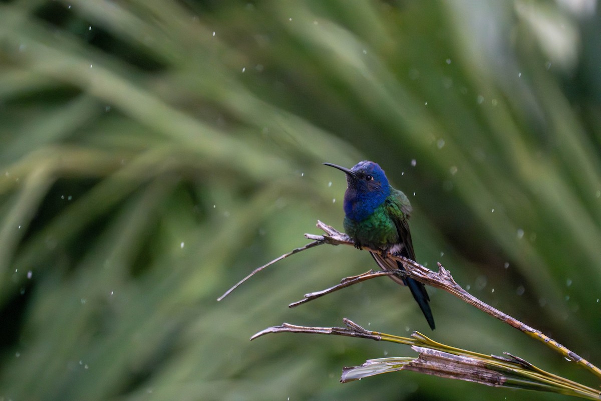 Swallow-tailed Hummingbird - Fabio Guedes