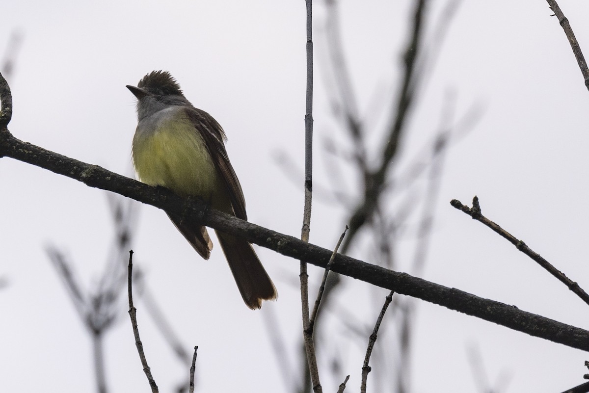 Great Crested Flycatcher - Ed kendall