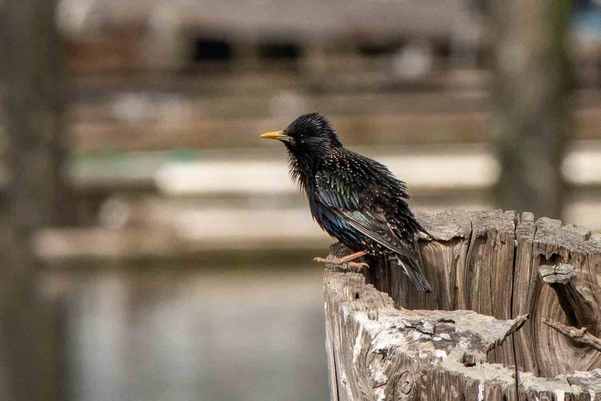 European Starling - ML619032320