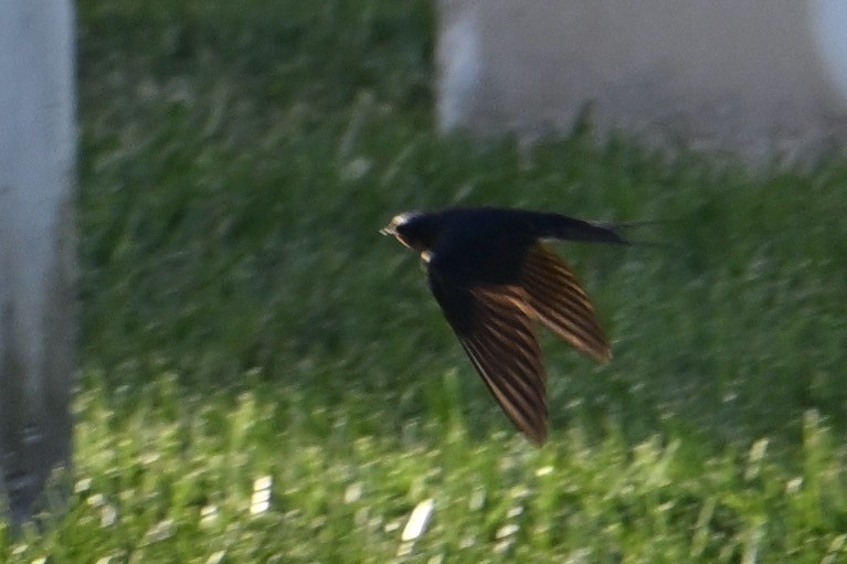 Barn Swallow - ML619032322