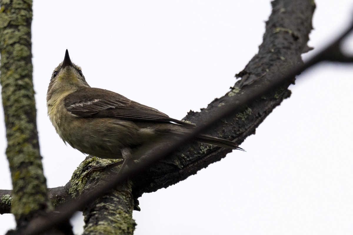 Tennessee Warbler - Ed kendall