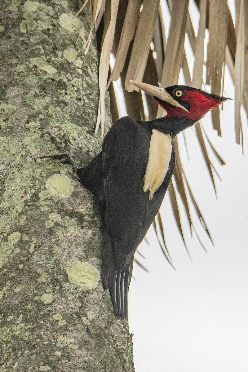 Cream-backed Woodpecker - Andy Bowen