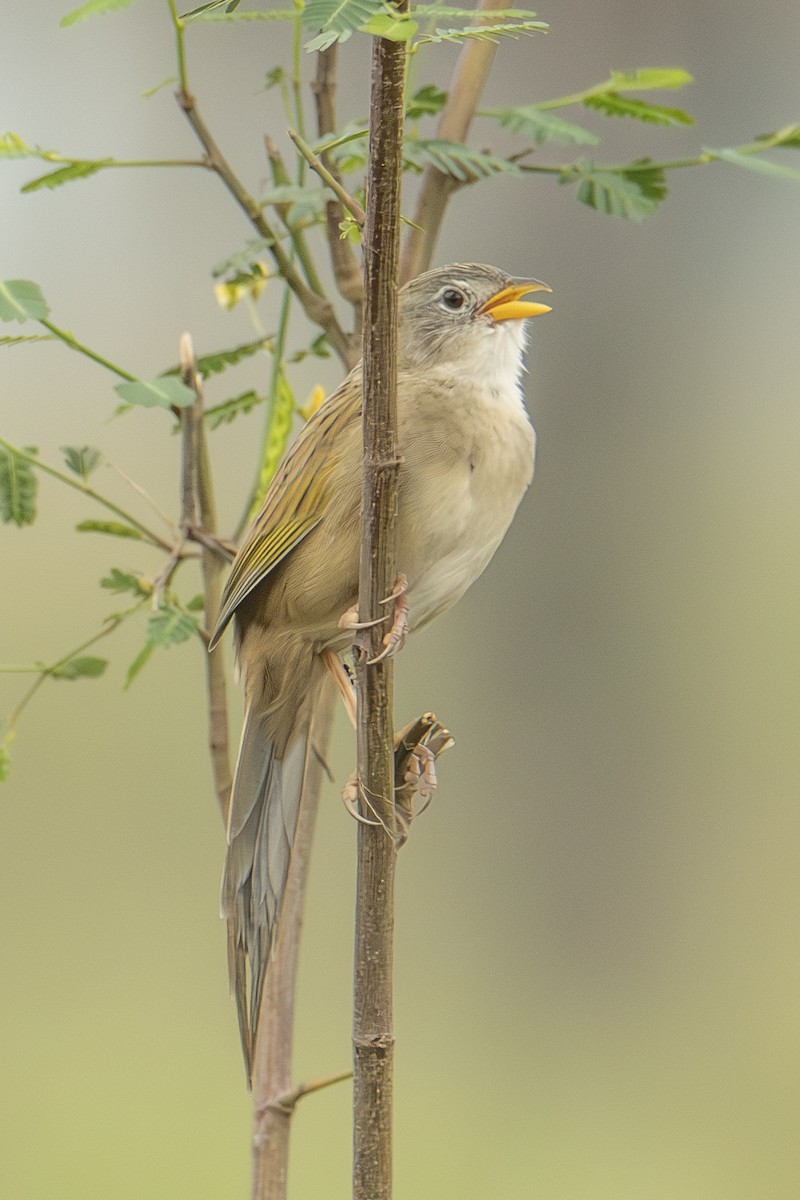 Wedge-tailed Grass-Finch - Andy Bowen
