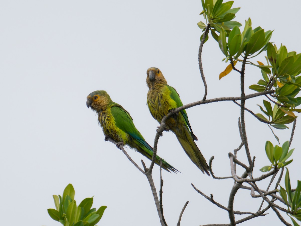 Aratinga Pertinaz - ML619032358