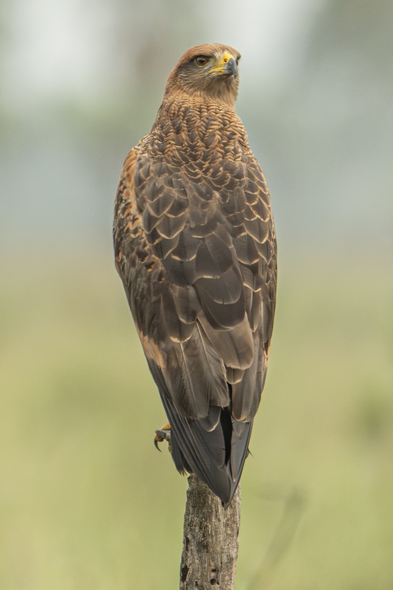 Savanna Hawk - Andy Bowen