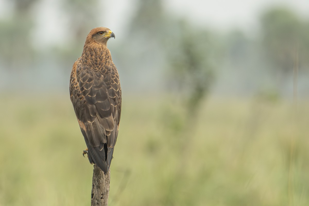 Savanna Hawk - Andy Bowen