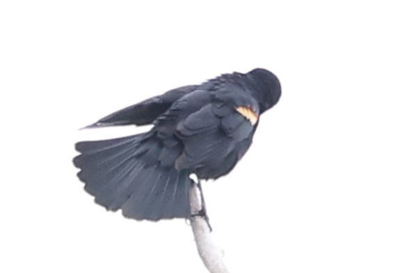 Red-winged Blackbird - Duane Yarbrough