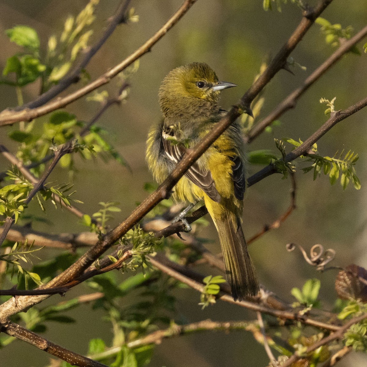 Orchard Oriole - K C Bailey