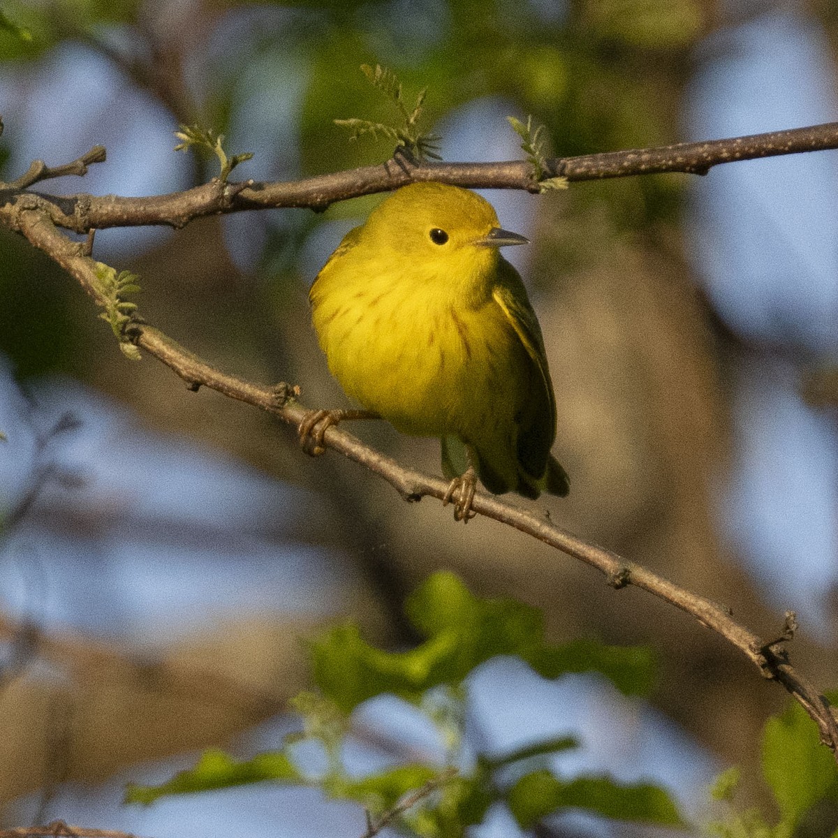 Yellow Warbler - K C Bailey