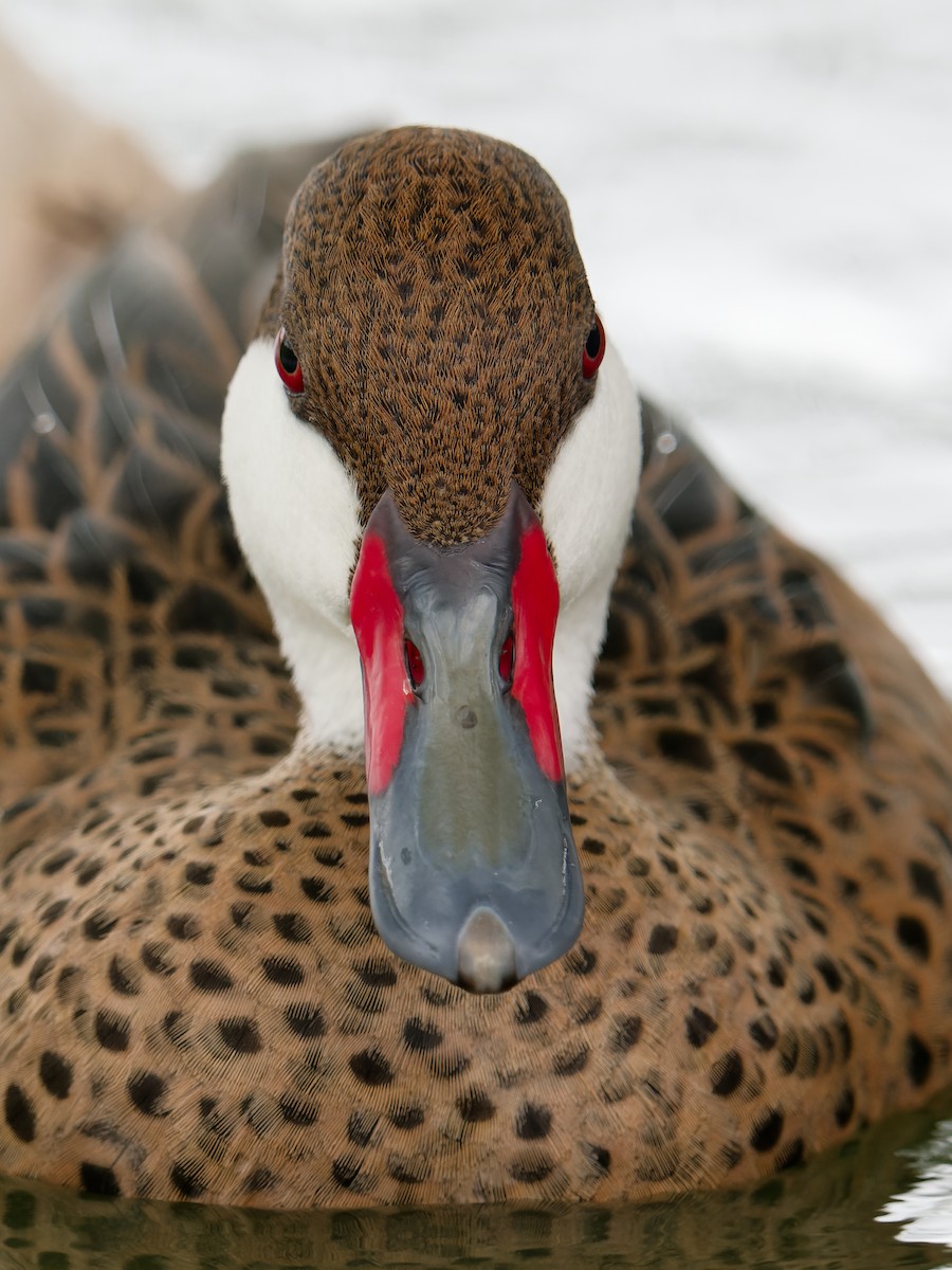 White-cheeked Pintail - Michiel Oversteegen