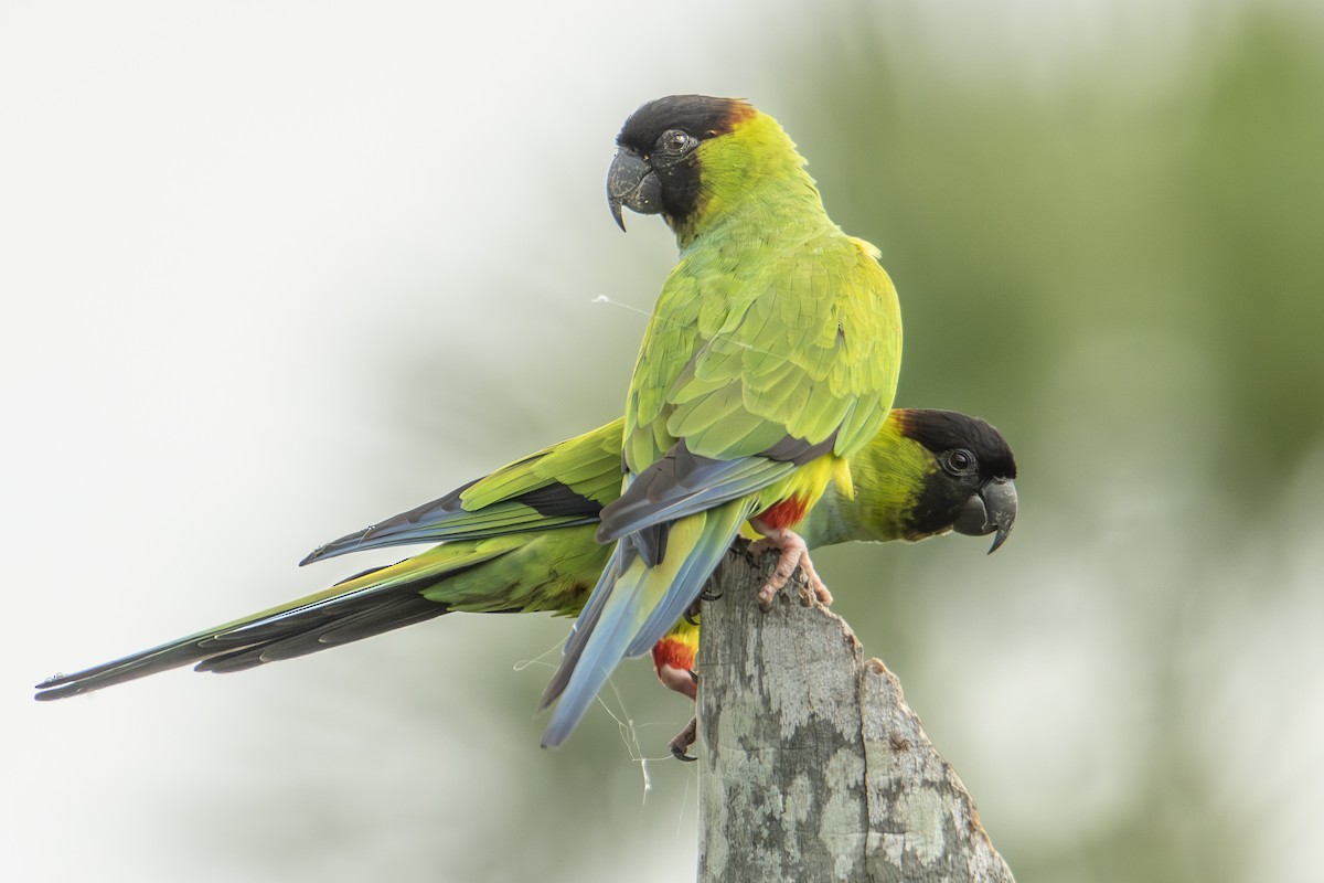 Nanday Parakeet - Andy Bowen