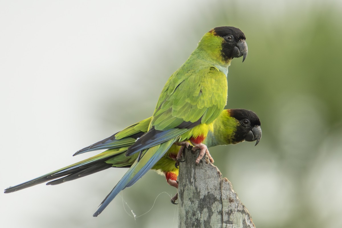 Nanday Parakeet - Andy Bowen