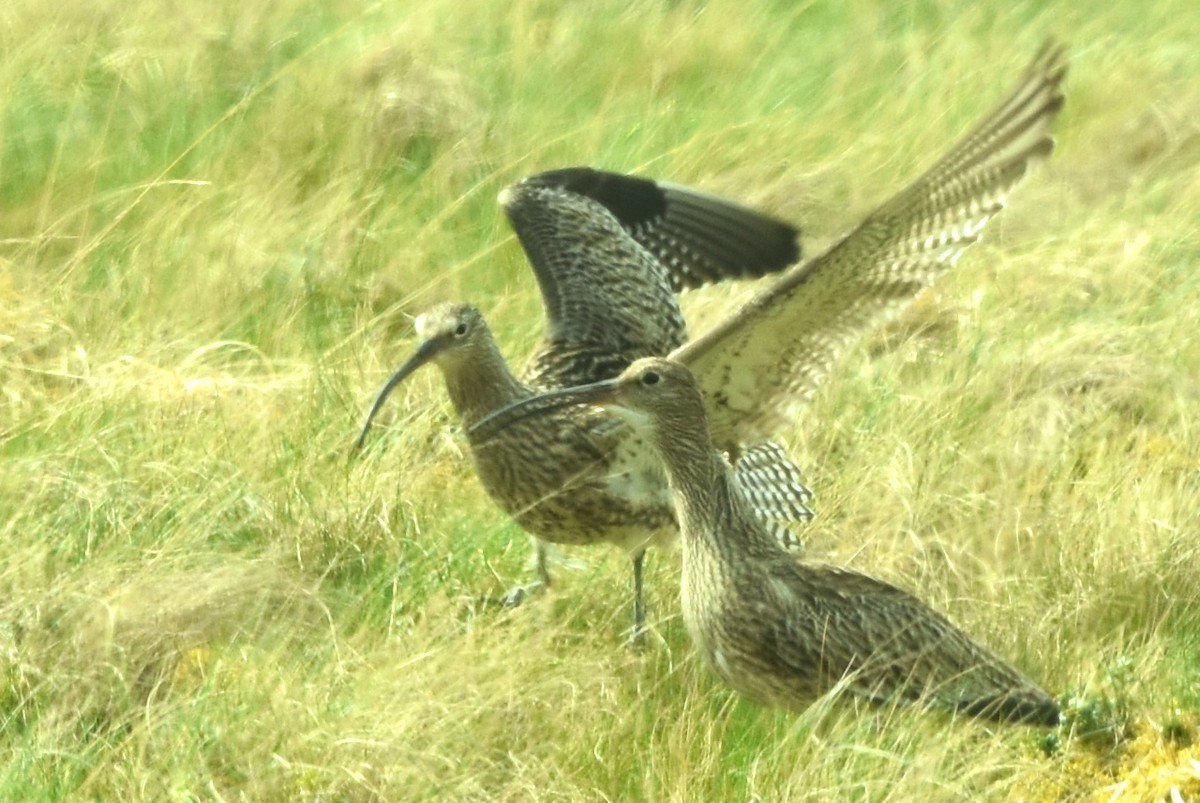 Eurasian Curlew - Blair Whyte