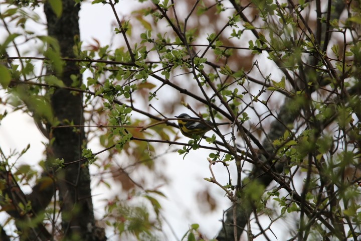 Magnolia Warbler - ML619032440