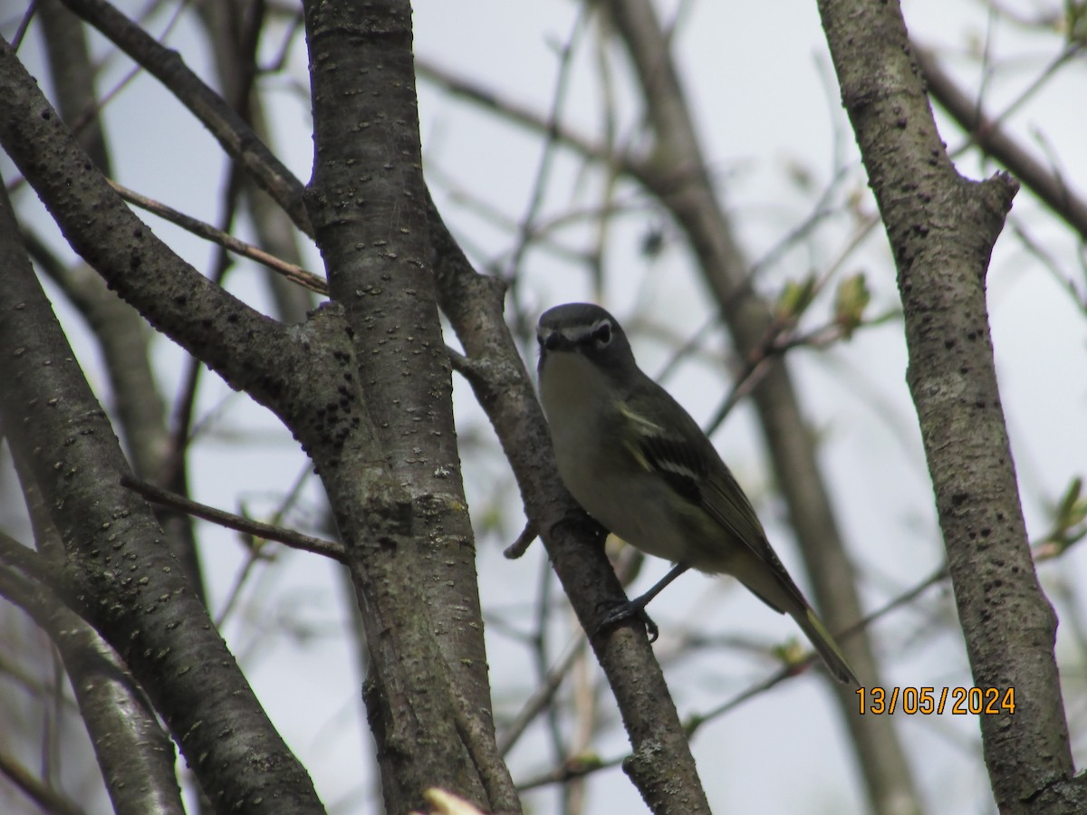 Blue-headed Vireo - ML619032441