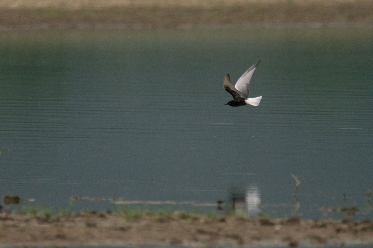 Black Tern - ML619032459