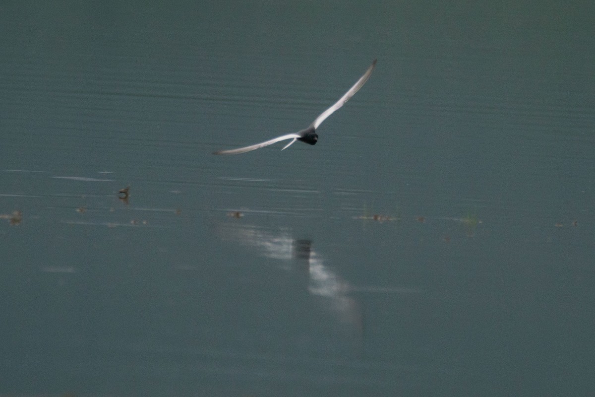 Black Tern - ML619032461