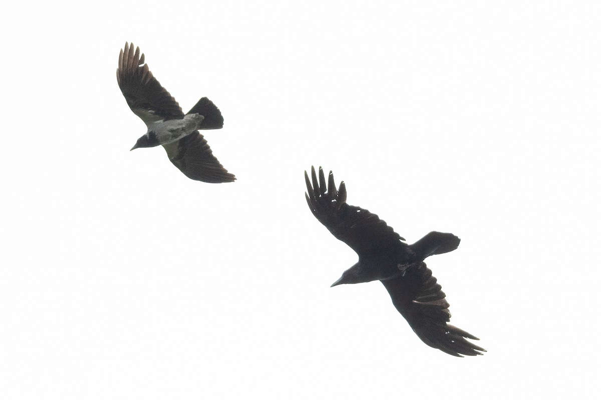 Common Raven - ML619032477