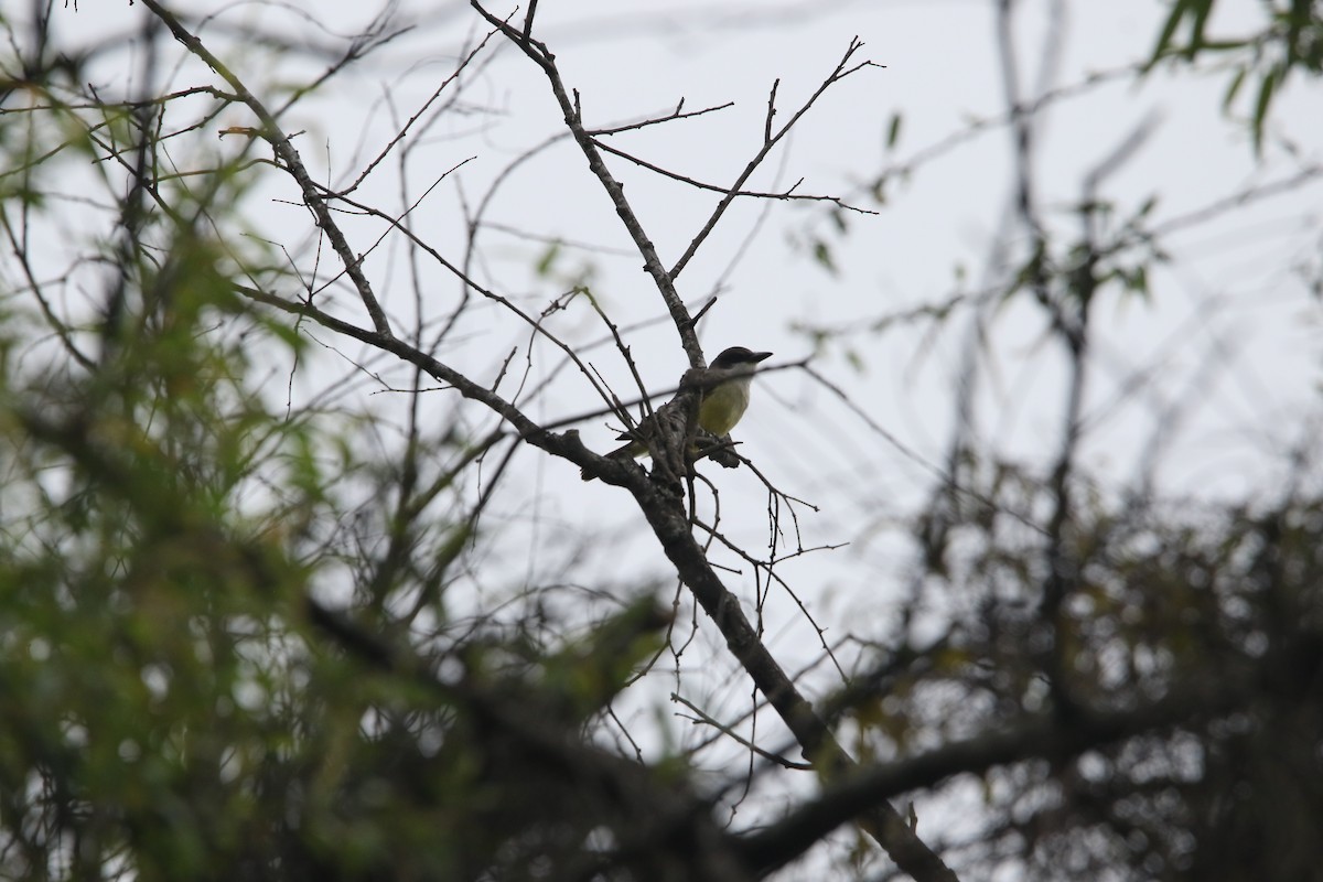 Thick-billed Kingbird - L. Ernesto Perez Montes (The Mexican Violetear 🦉)
