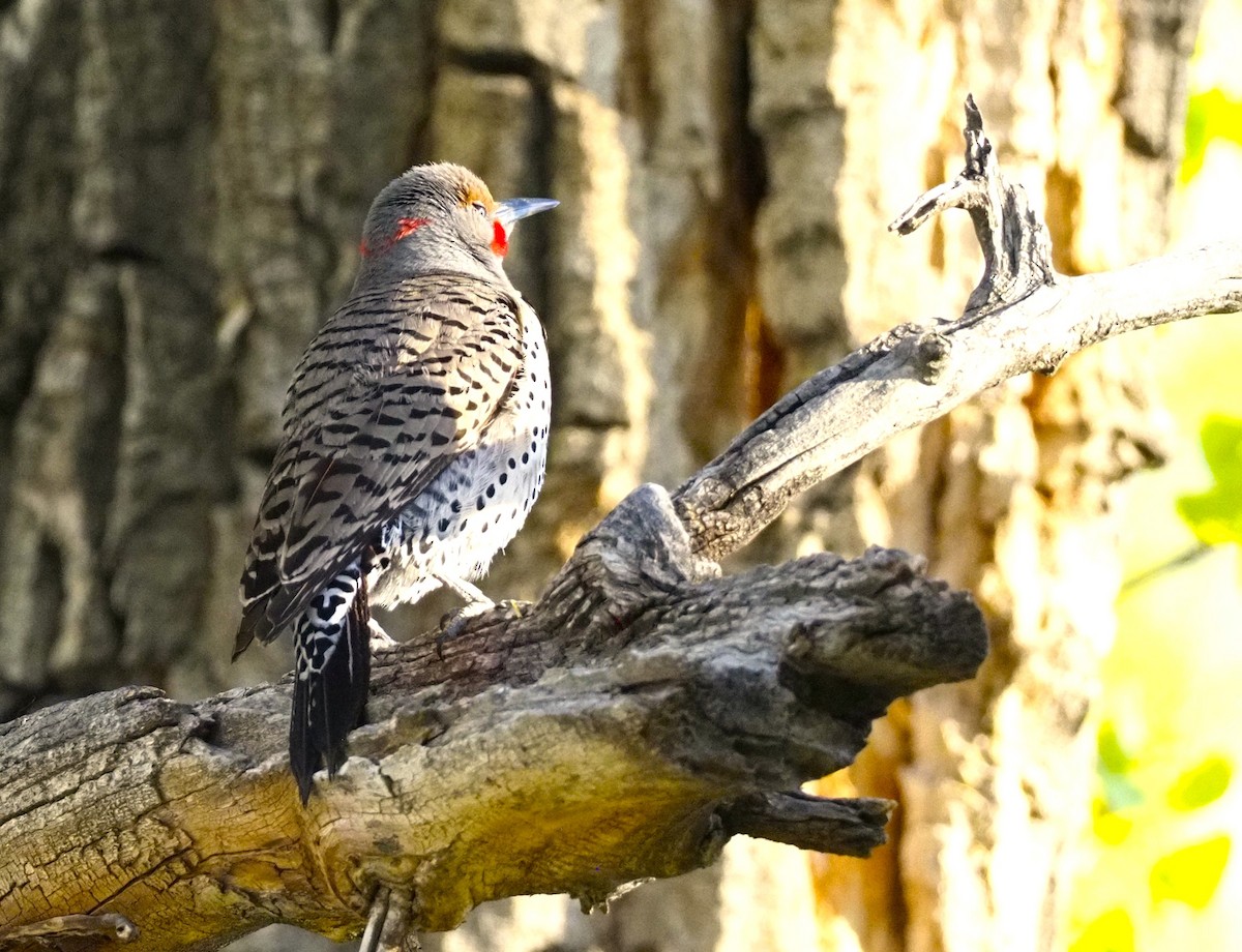 Northern Flicker (Yellow-shafted x Red-shafted) - John Bruder