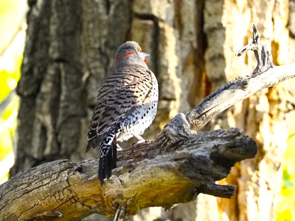 Northern Flicker (Yellow-shafted x Red-shafted) - John Bruder