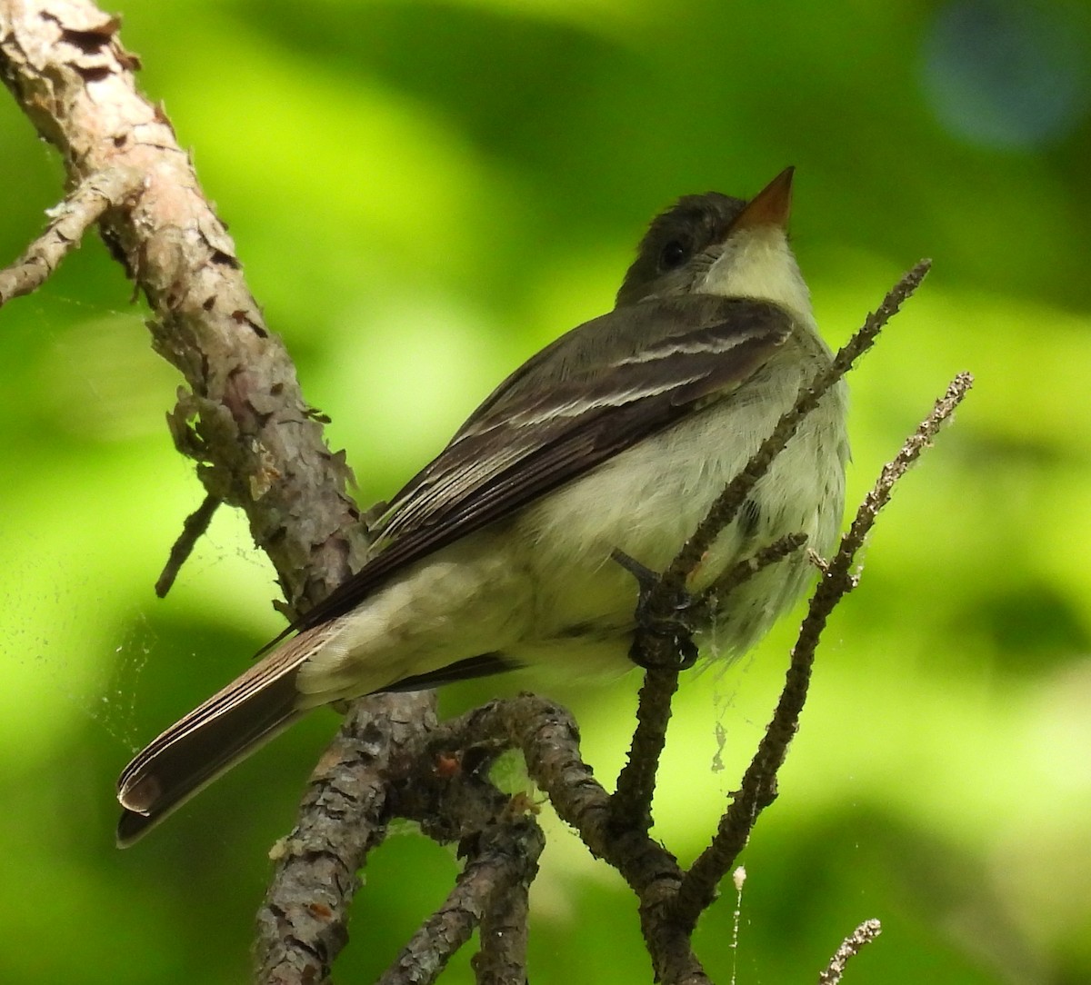 Eastern Wood-Pewee - Jeffrey Blalock