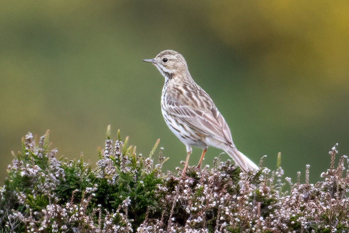 Meadow Pipit - ML619032490