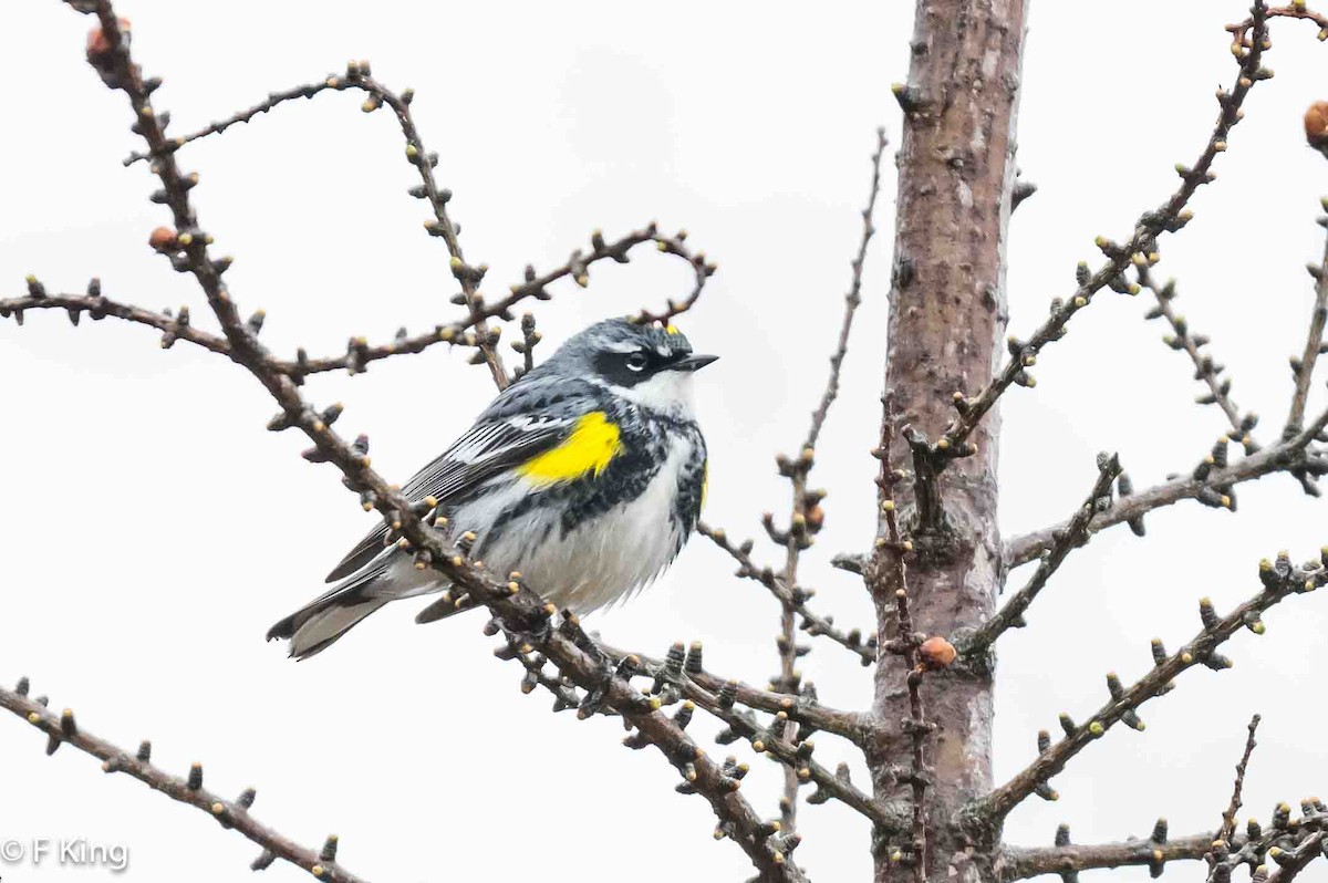 Yellow-rumped Warbler - Frank King